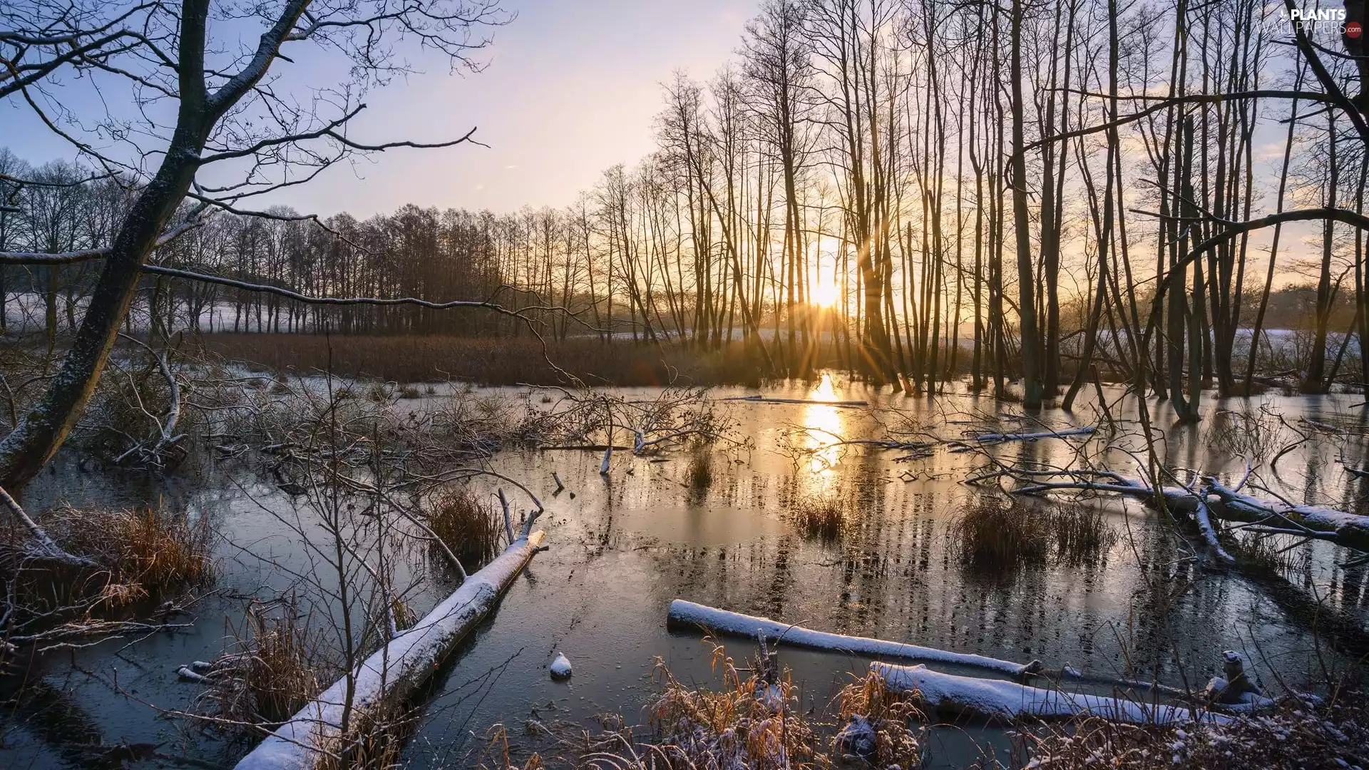 viewes, rays of the Sun, Plants, Logs, viewes, trees, marshland, trees