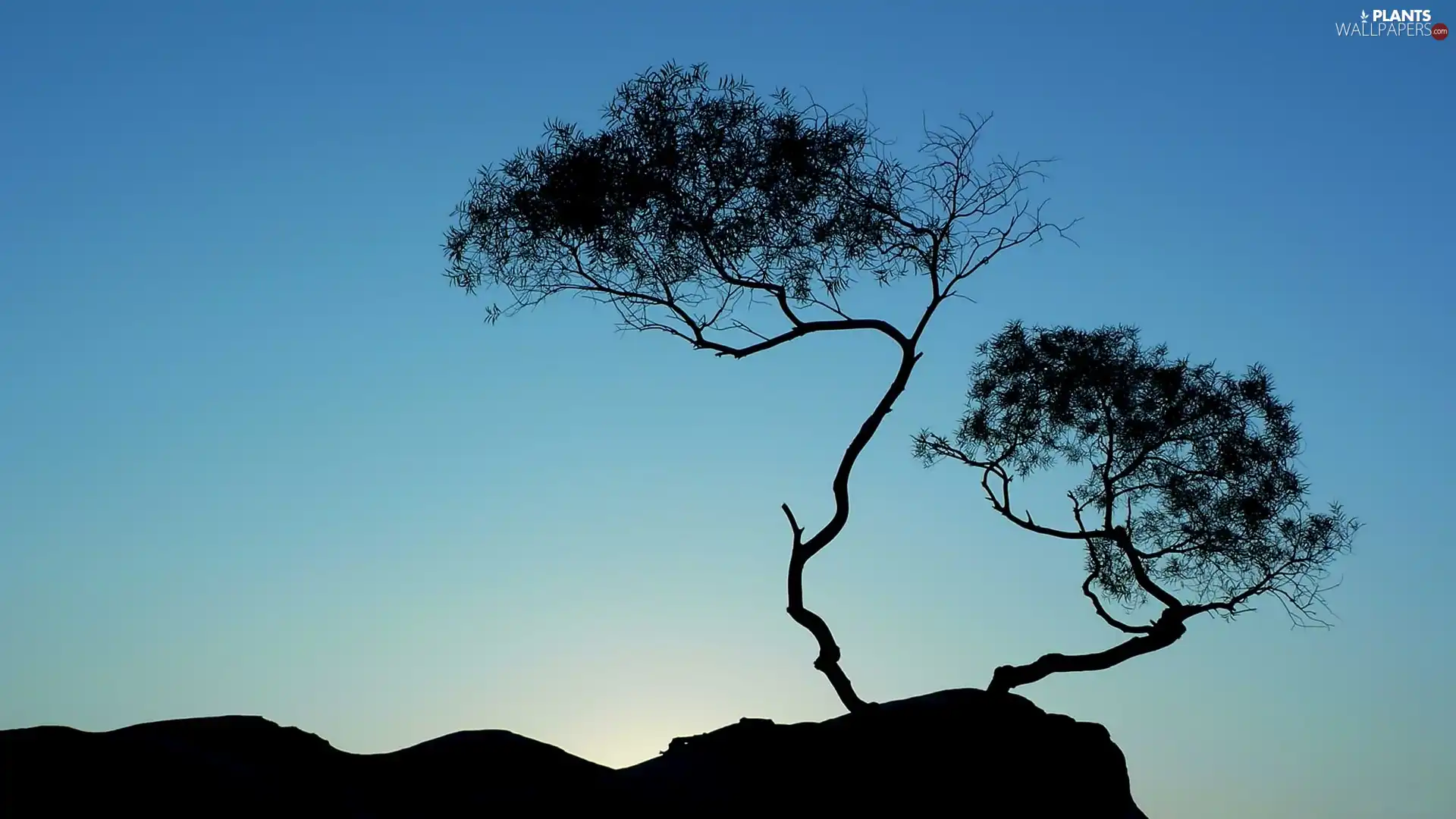 Mountains, trees, lonely, Night