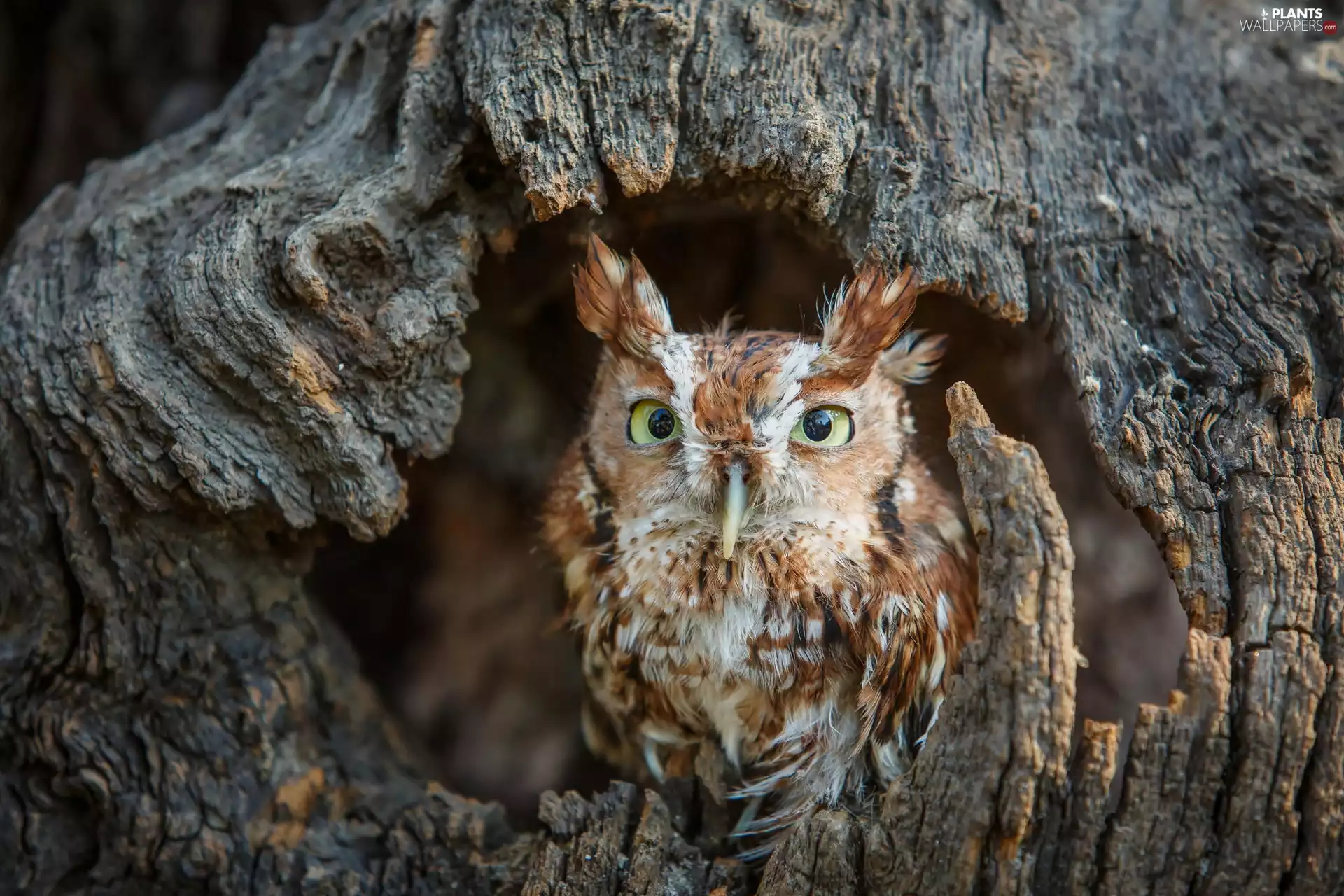 owl, trees, hollow, Long-eared Owl