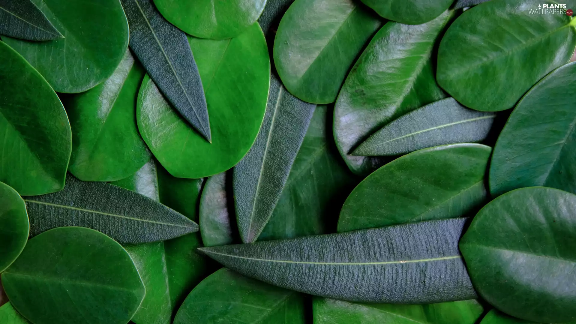 Leaf, rapprochement, oval, Longitudinal, green ones