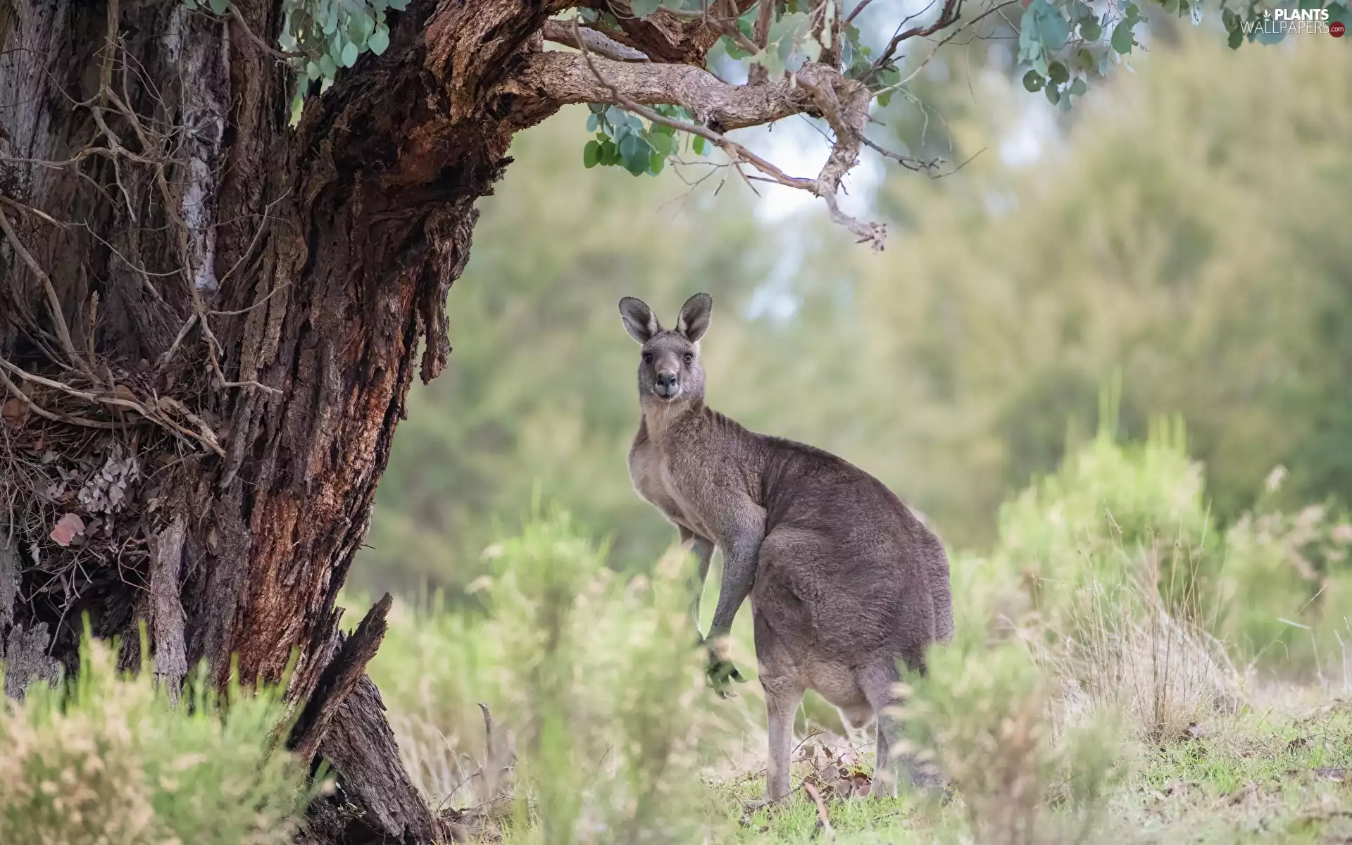 grass, Bush, The look, trees, kangaroo