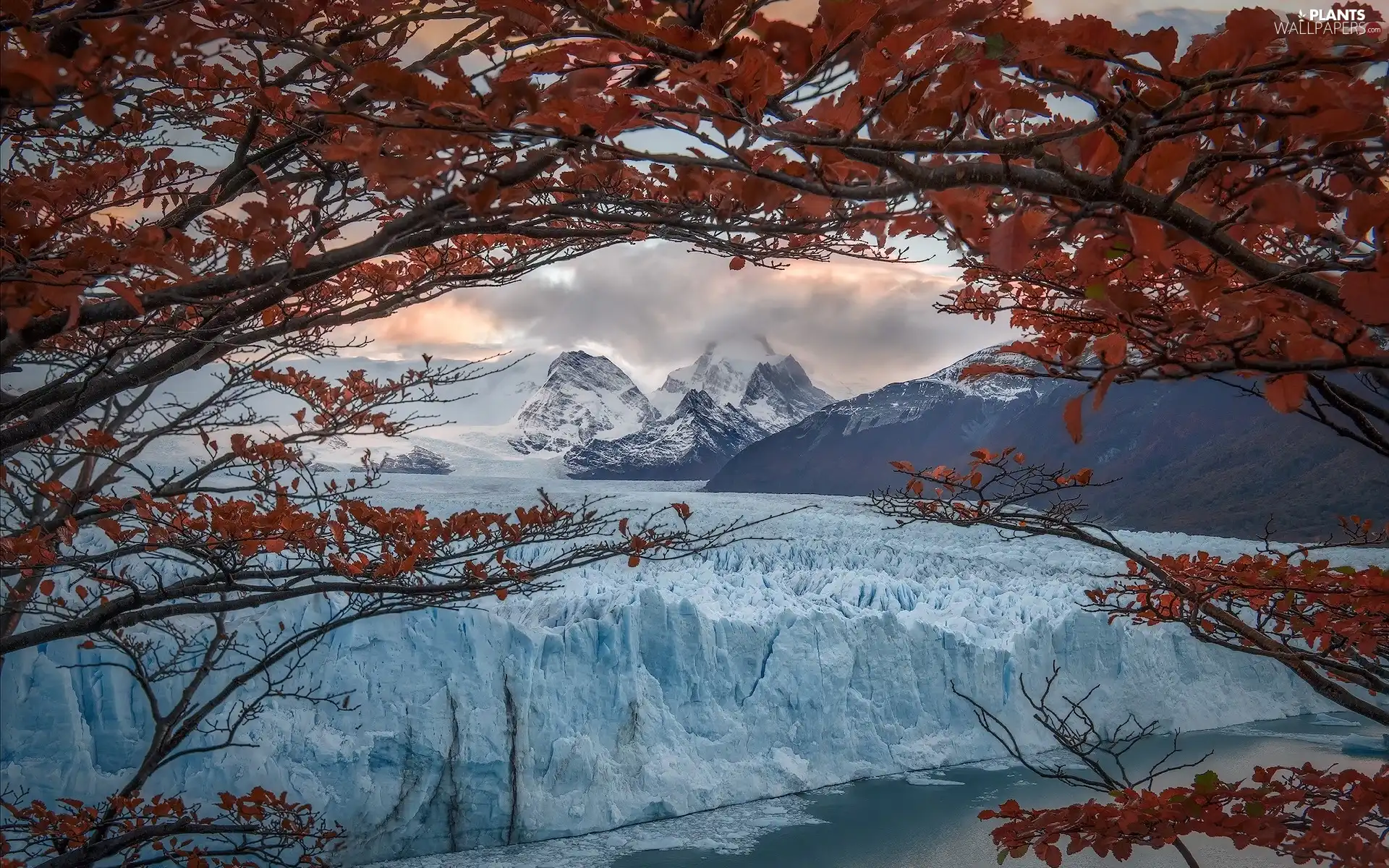 trees, Perito Moreno, Patagonia, Mountains, glacier, Los Glaciares National Park, Argentina