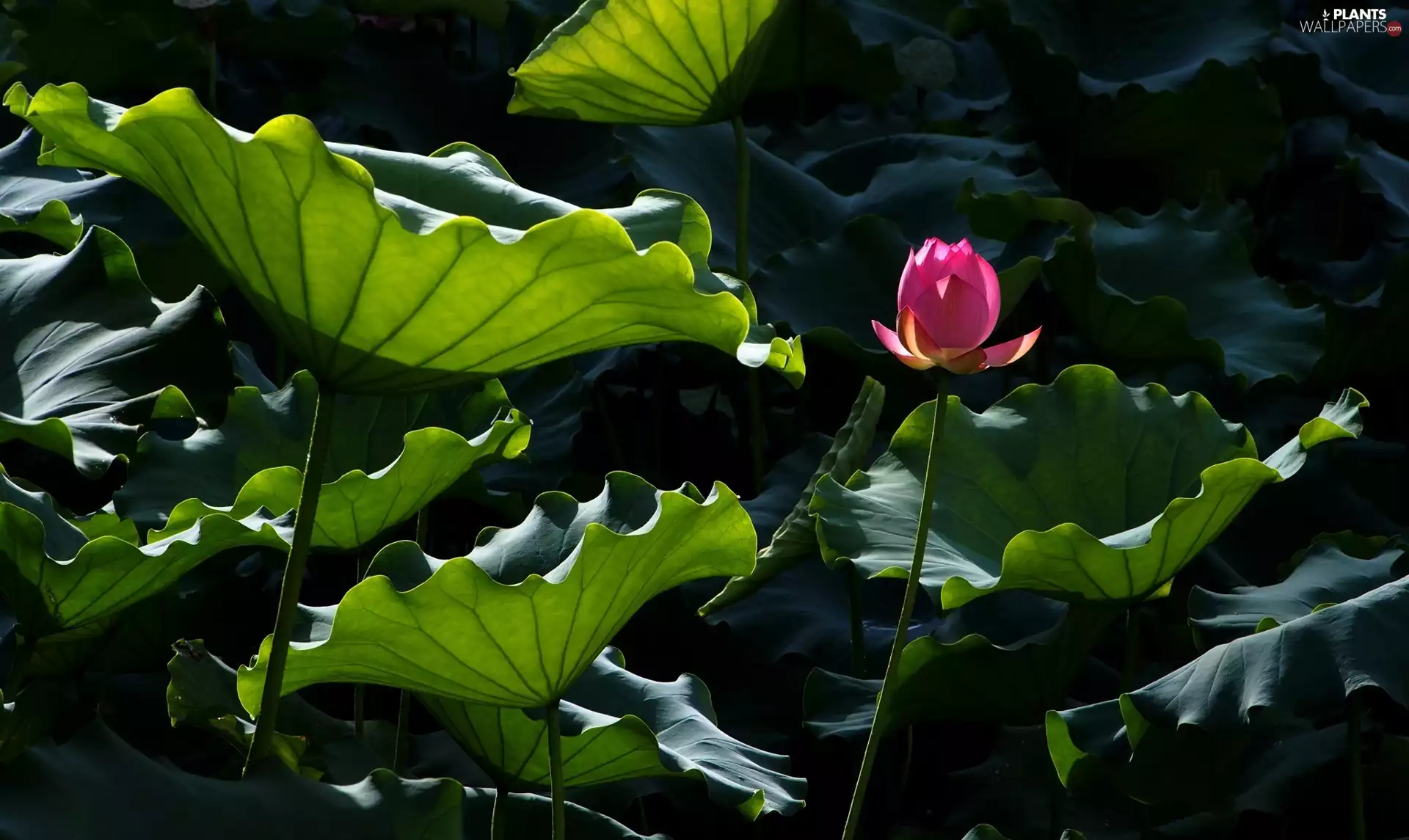 Leaf, Colourfull Flowers, lotus