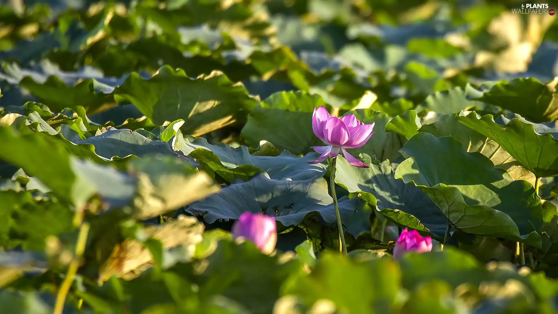 lotuses, Flowers, Leaf