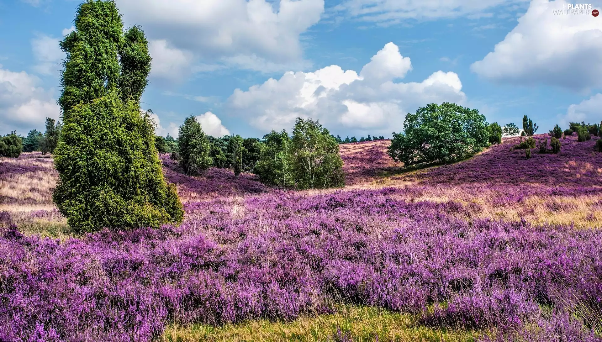 Lüneburg Heath, heath, viewes, heathers, trees, Lower Saxony, Germany, The Hills