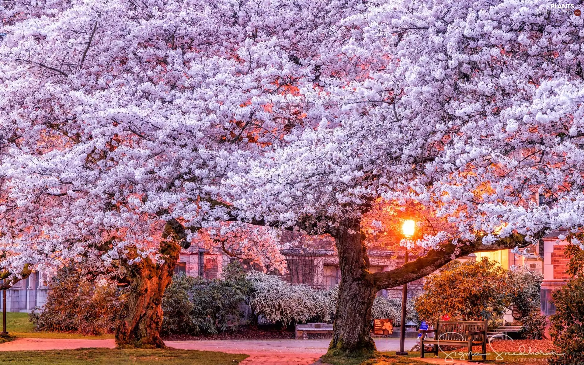 ligh, cherries, flash, Lighthouse, Fruit Trees, sun, luminosity