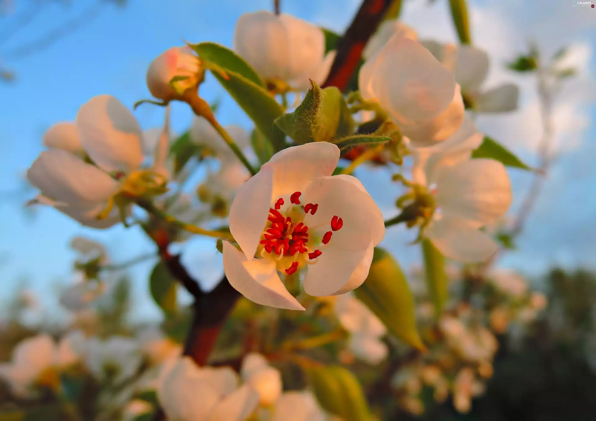 ligh, Flowers, flash, Fruit Tree, Spring, sun, luminosity