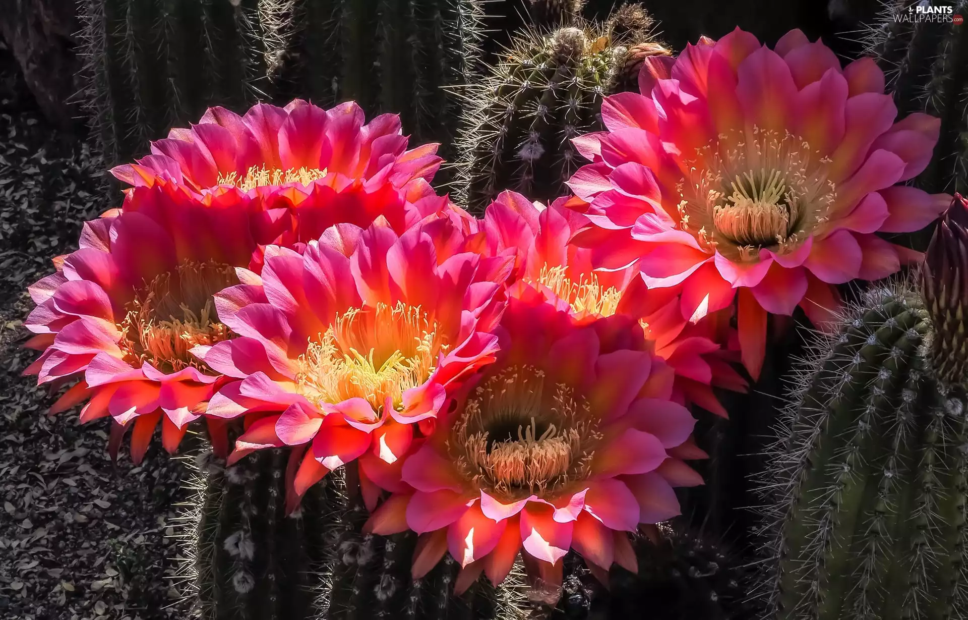 ligh, Cactus, flash, luminosity, sun, Flowers