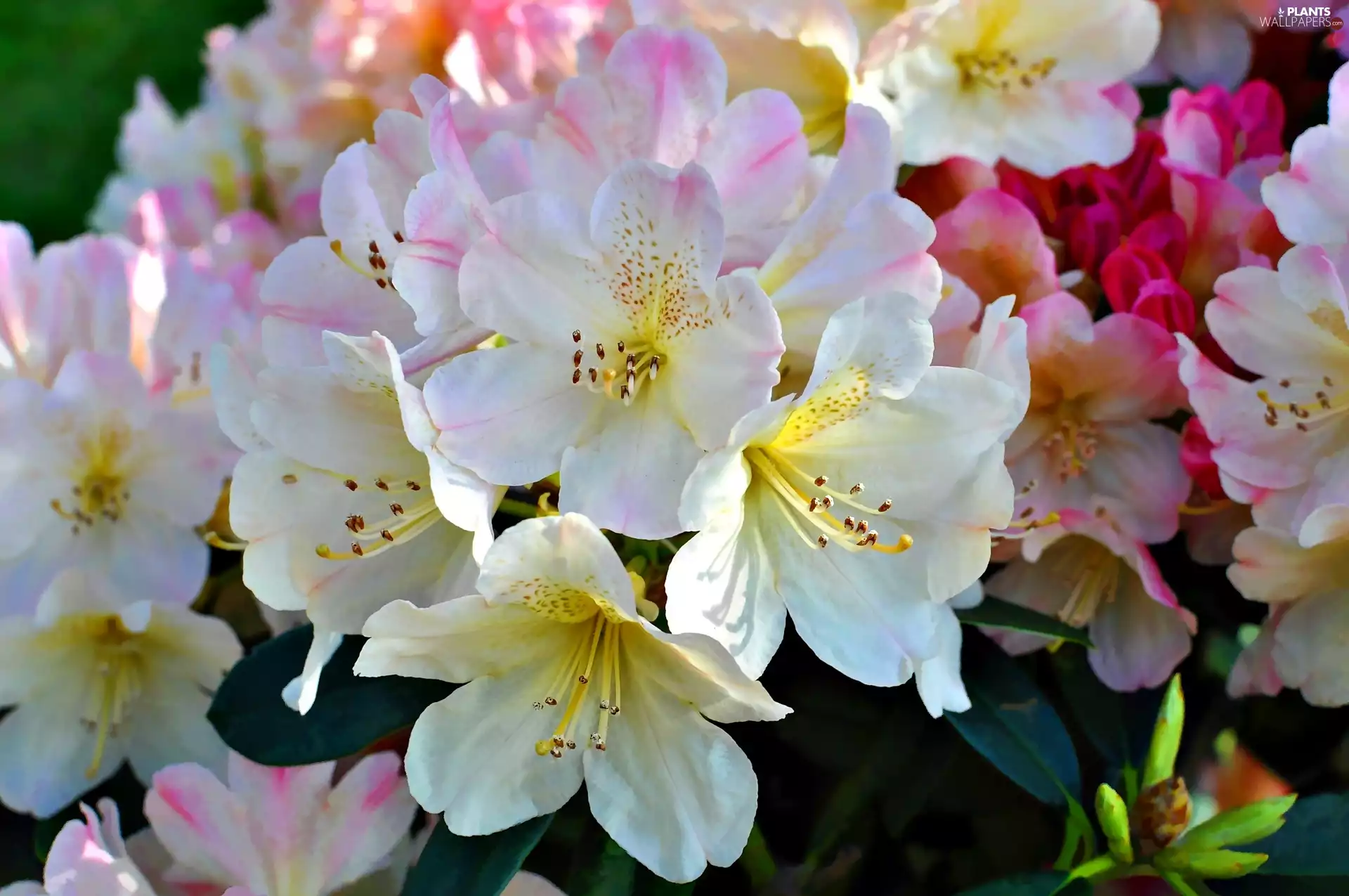 ligh, rhododendron, flash, luminosity, sun, Flowers