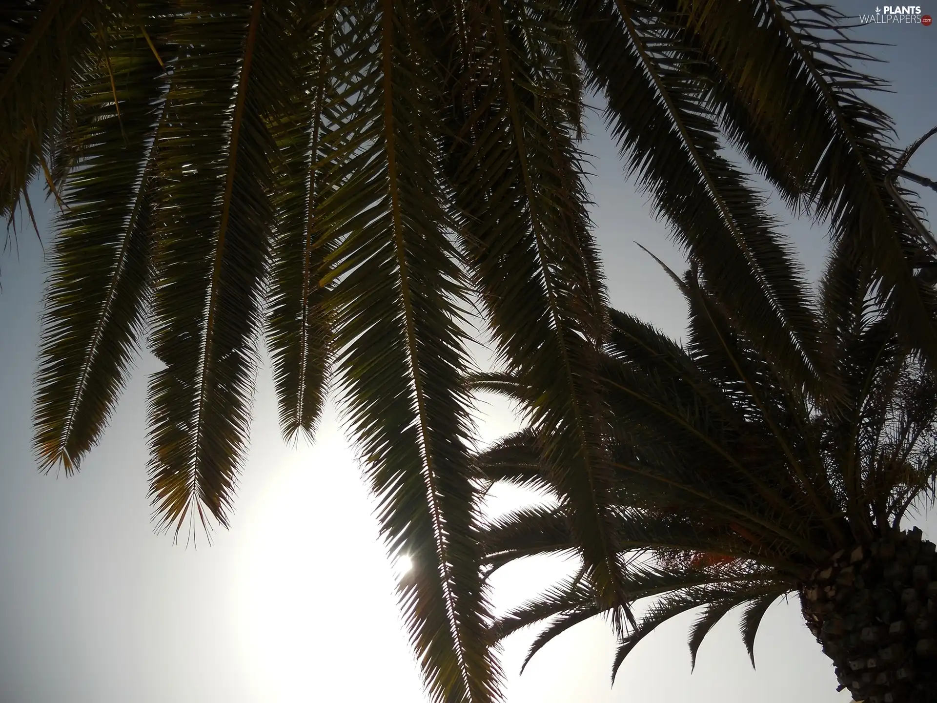 sun, Palms, luminosity, glamour, flash, ligh