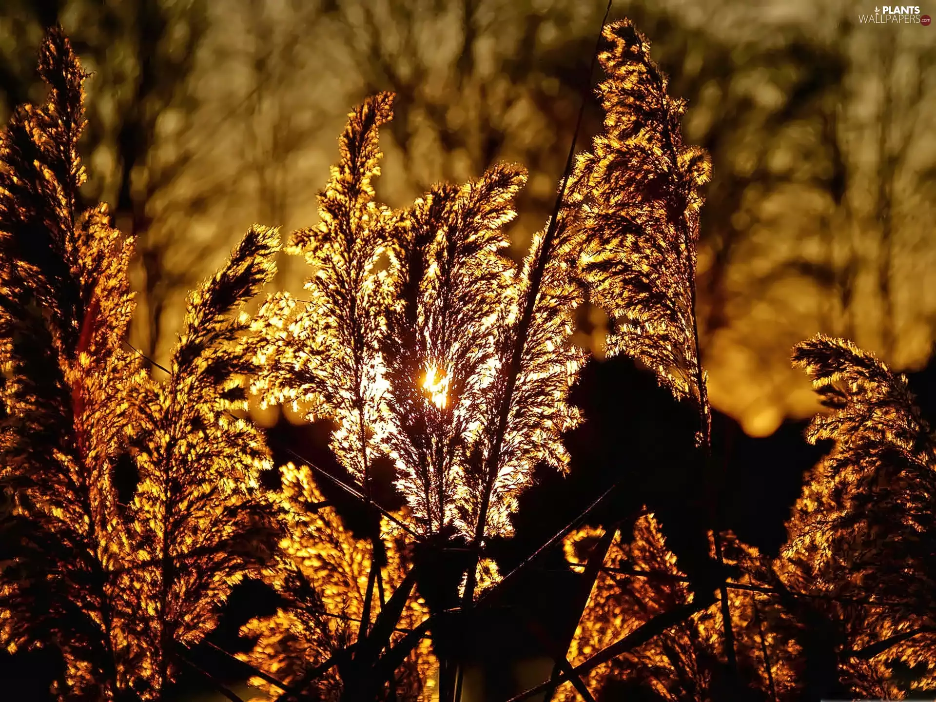 ligh, grass, flash, luminosity, sun, Przebijające