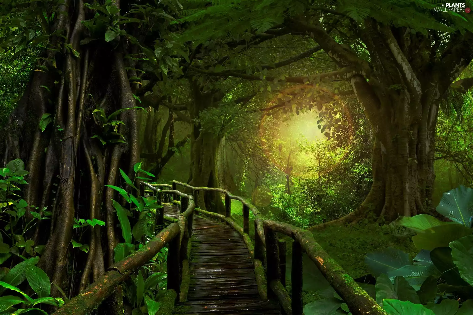 luminosity, Platform, ligh, trees, sun, forest, green, viewes, sunny, flash