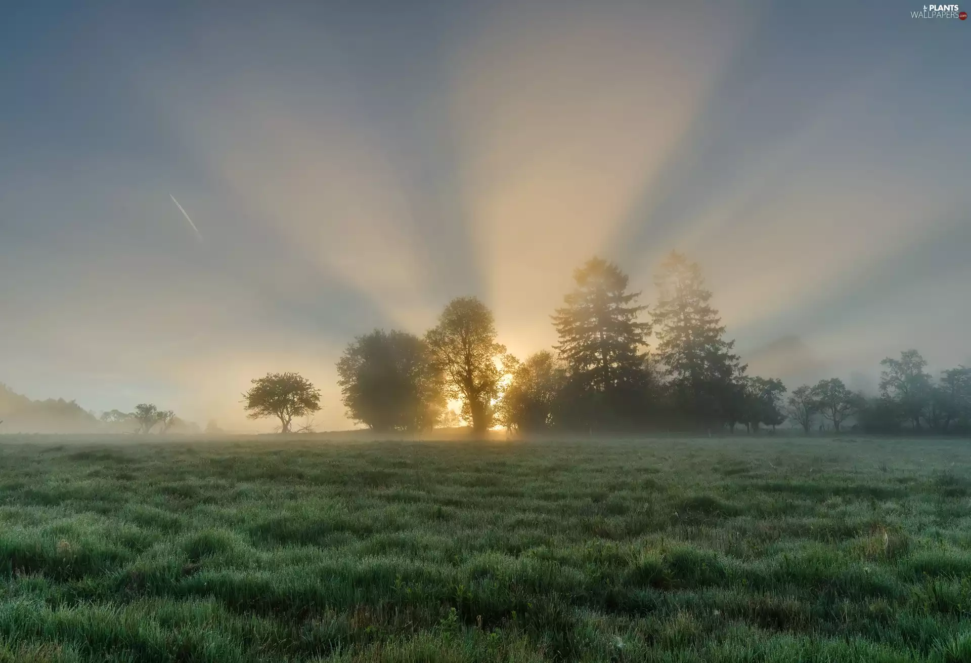 viewes, Meadow, Fog, Sunrise, sun, sunny, luminosity, trees, grass, flash, ligh
