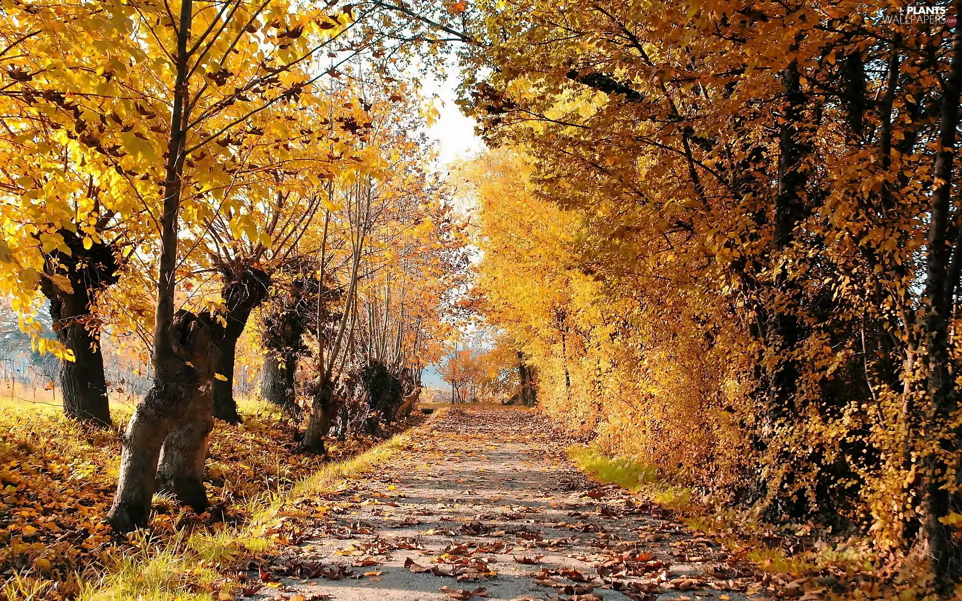 viewes, autumn, Leaf, fallen, sun, shadow, luminosity, trees, Way, flash, ligh