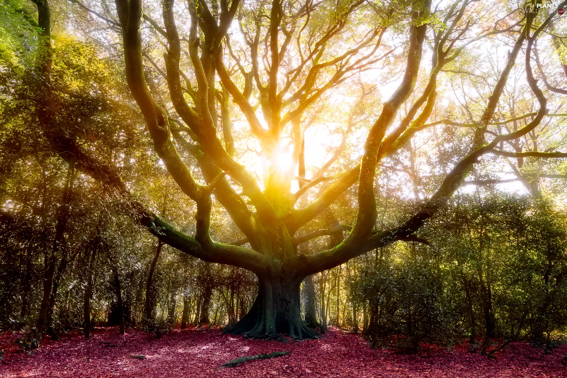 ligh, sun, viewes, flash, trees, Przebijające, autumn, luminosity