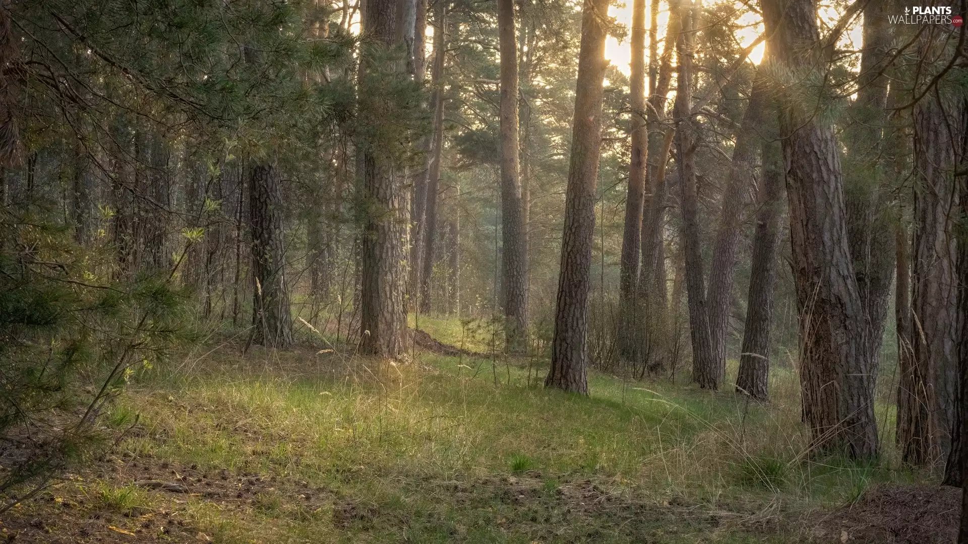 ligh, sun, viewes, flash, trees, sunny, forest, luminosity