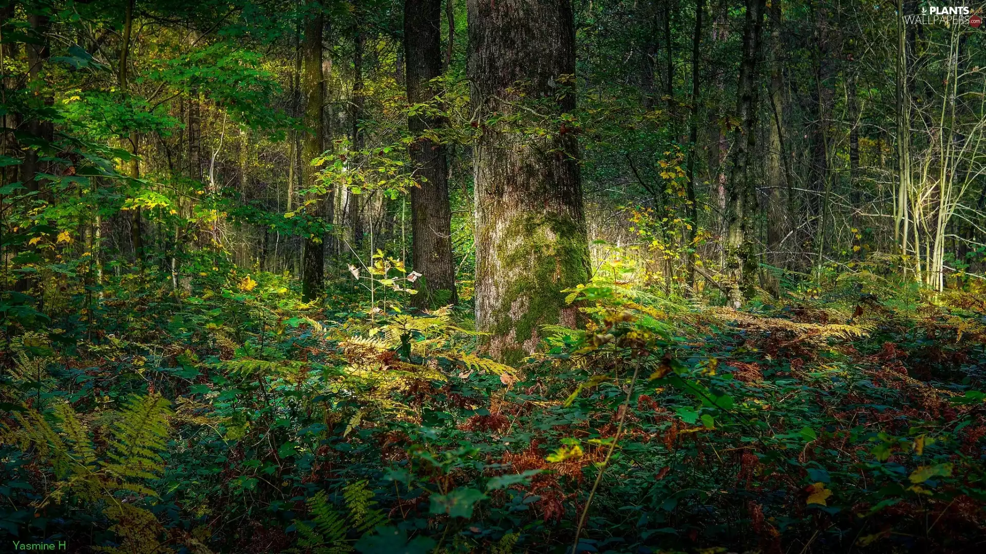 ligh, sun, viewes, flash, trees, green, forest, luminosity