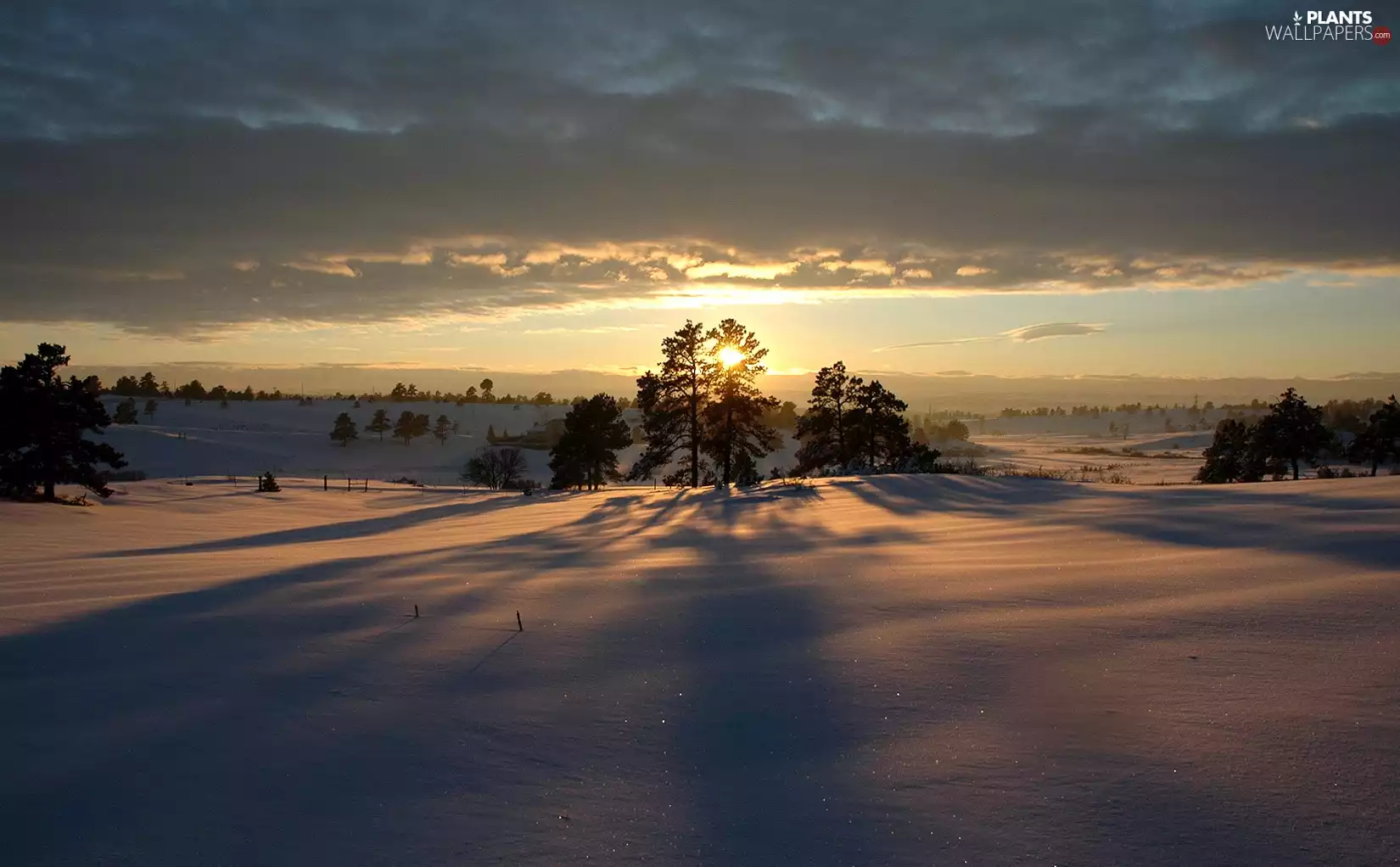 ligh, sun, viewes, flash, trees, Przebijające, winter, luminosity
