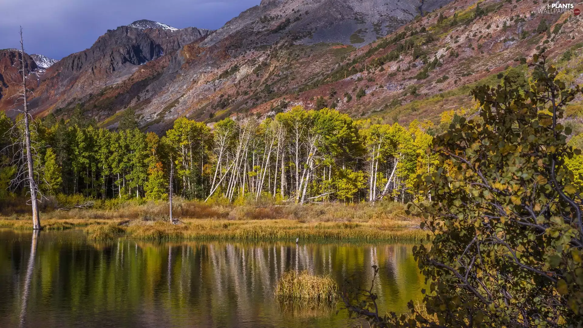 Lundy Lake, The United States, trees, viewes, Mountains, California