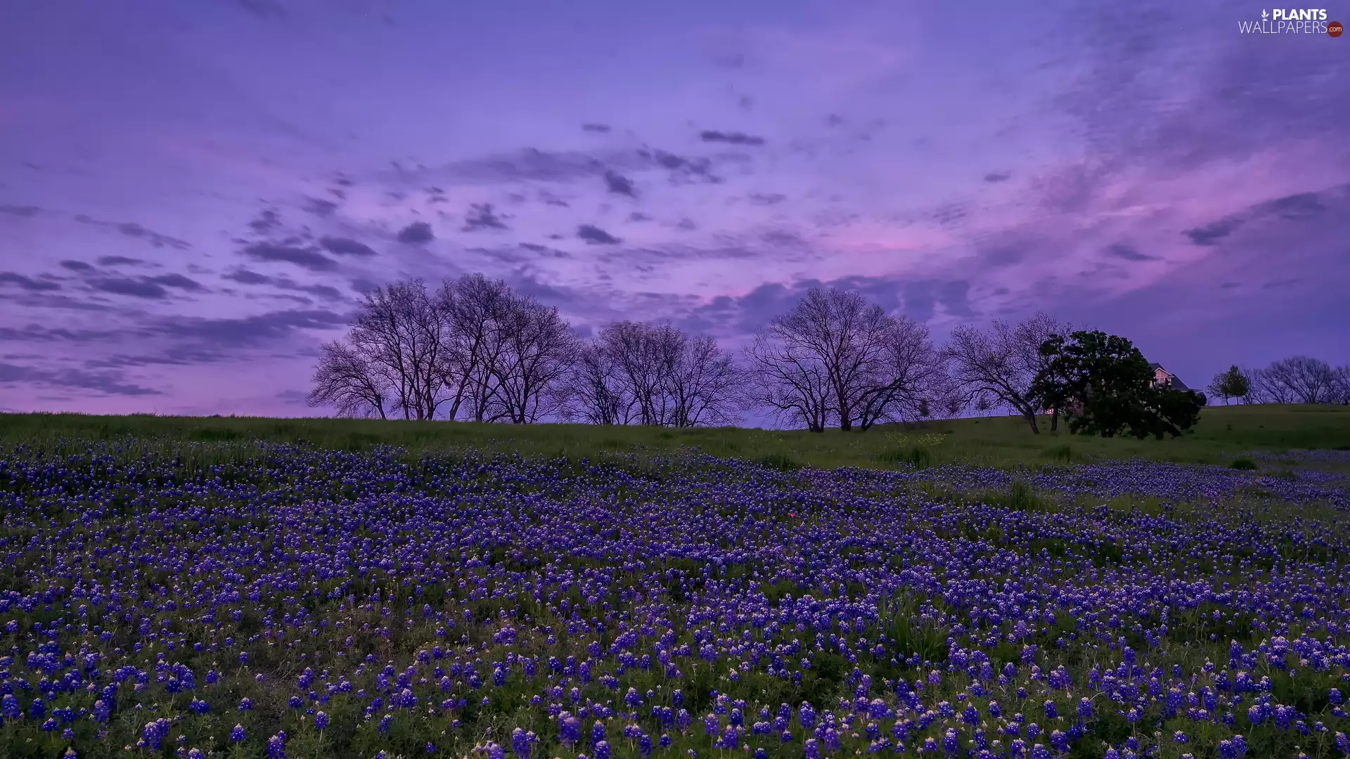 Meadow, lupine, trees, viewes, evening