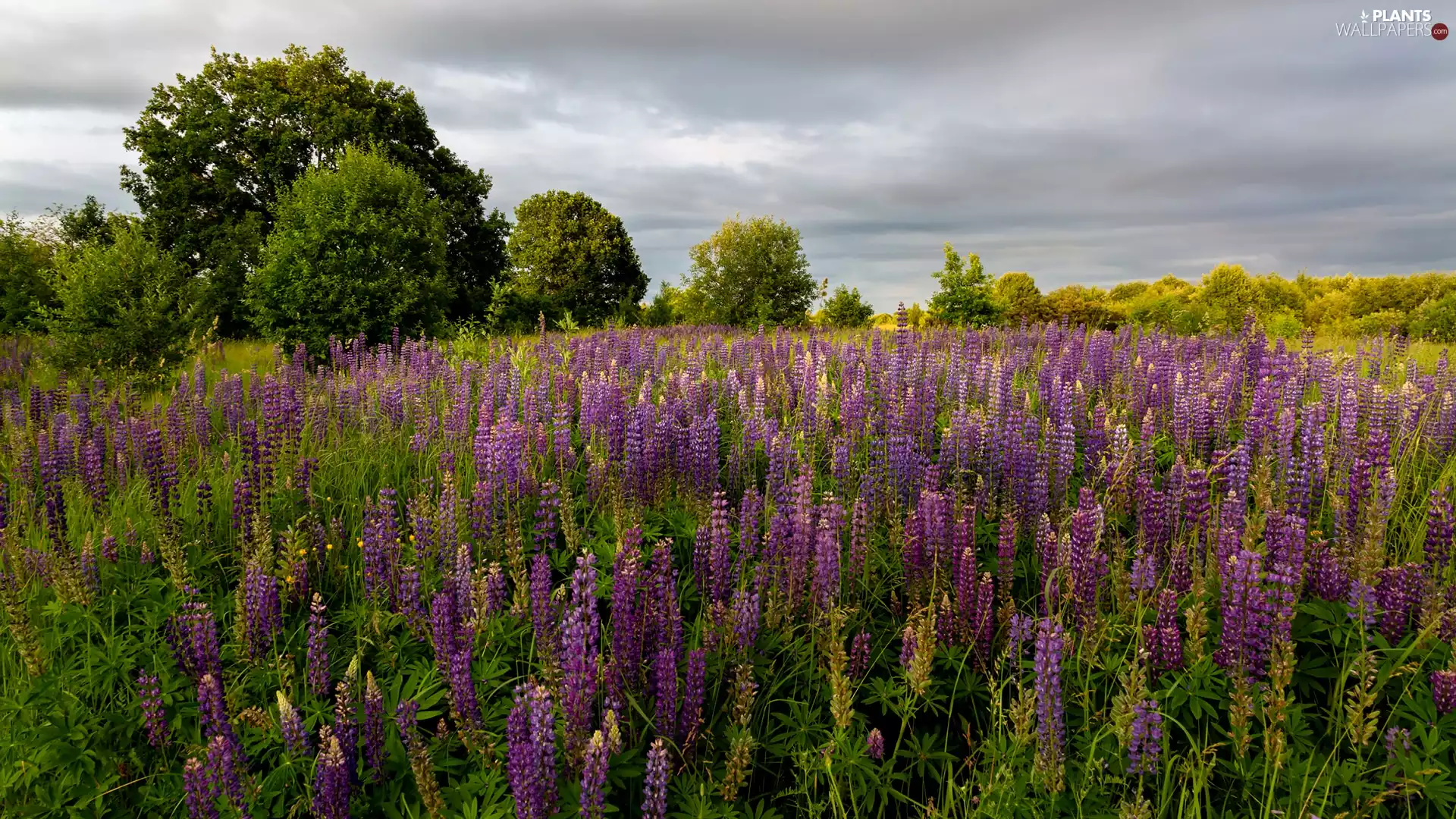 Clouds, purple, trees, lupins, Meadow, Sky, viewes