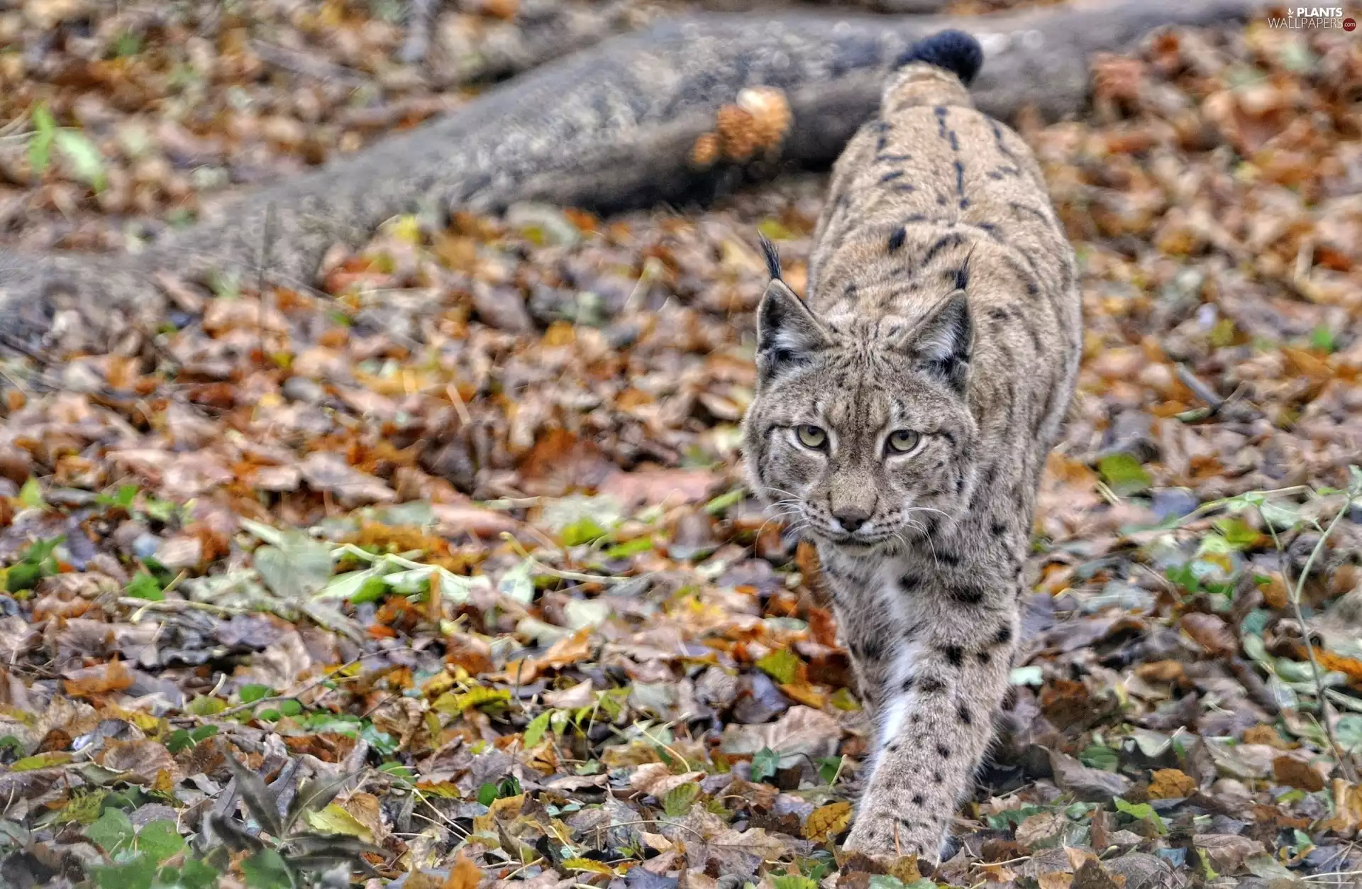 Lynx, Leaf
