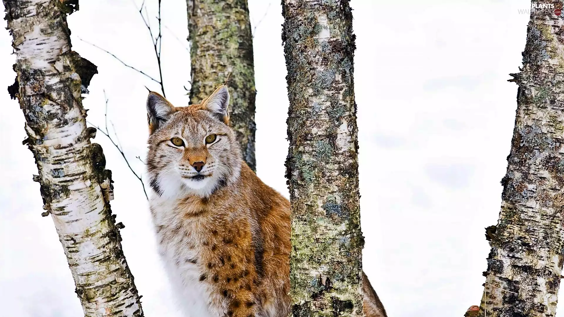 Lynx, winter, trees