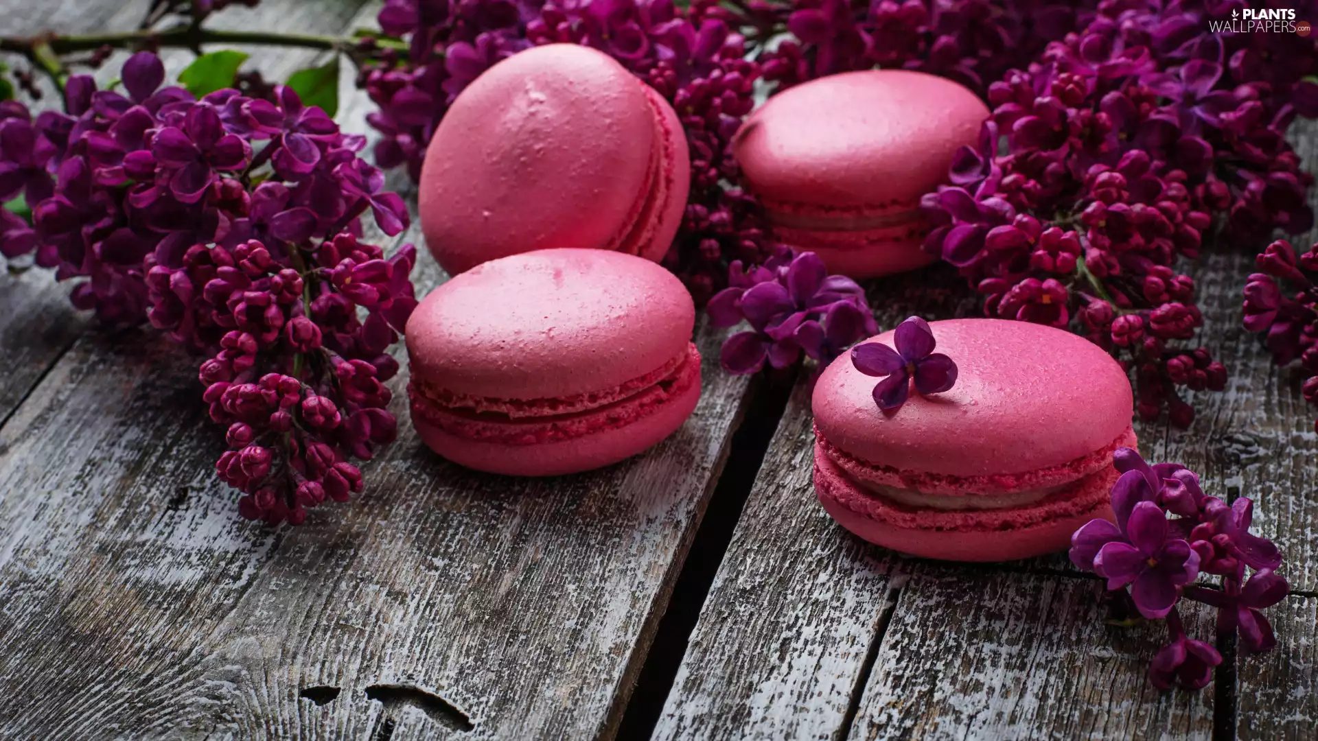 without, Cookies, Wood, Pink, boarding, Violet, Flowers, Macaroons