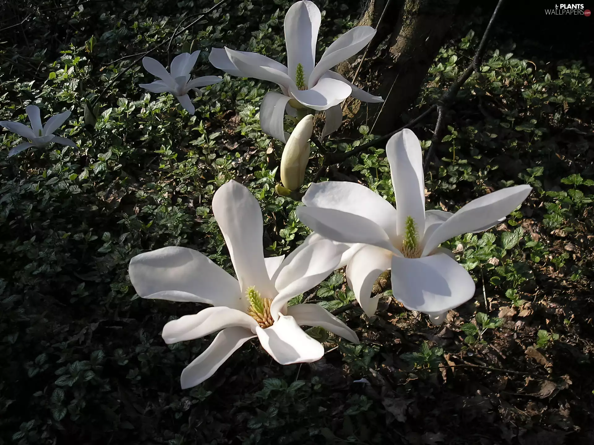 Magnolia