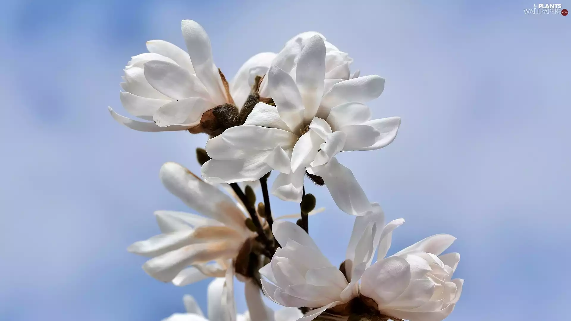 Blossoming, White, Flowers, Magnolia