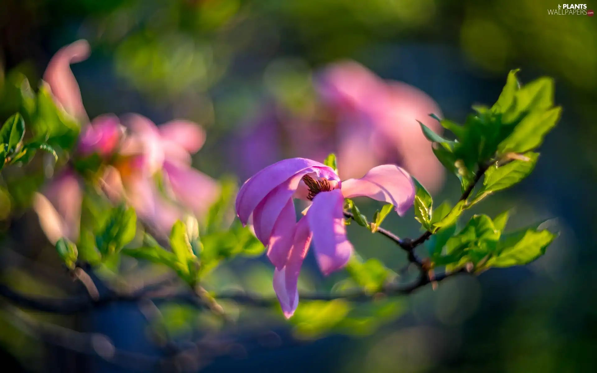 branch, Magnolia, blurry background, Flowers