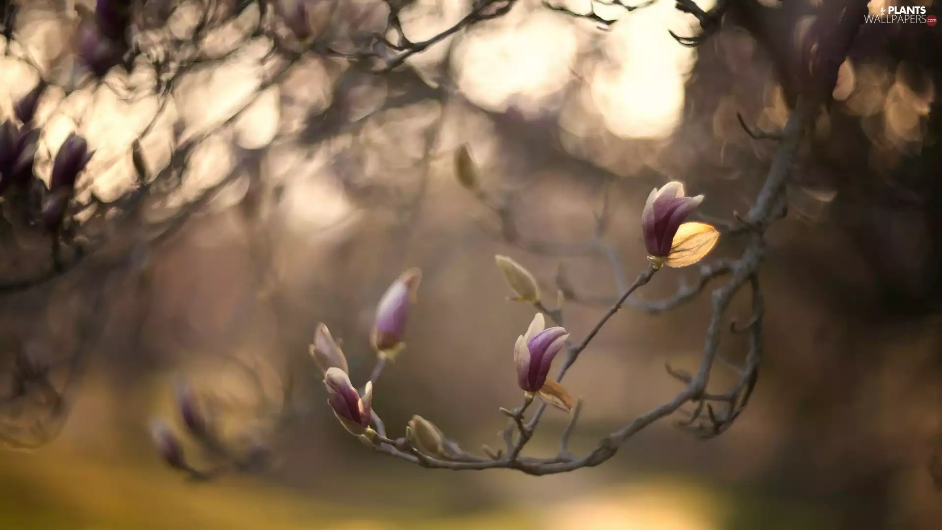 Magnolia, branch, Buds