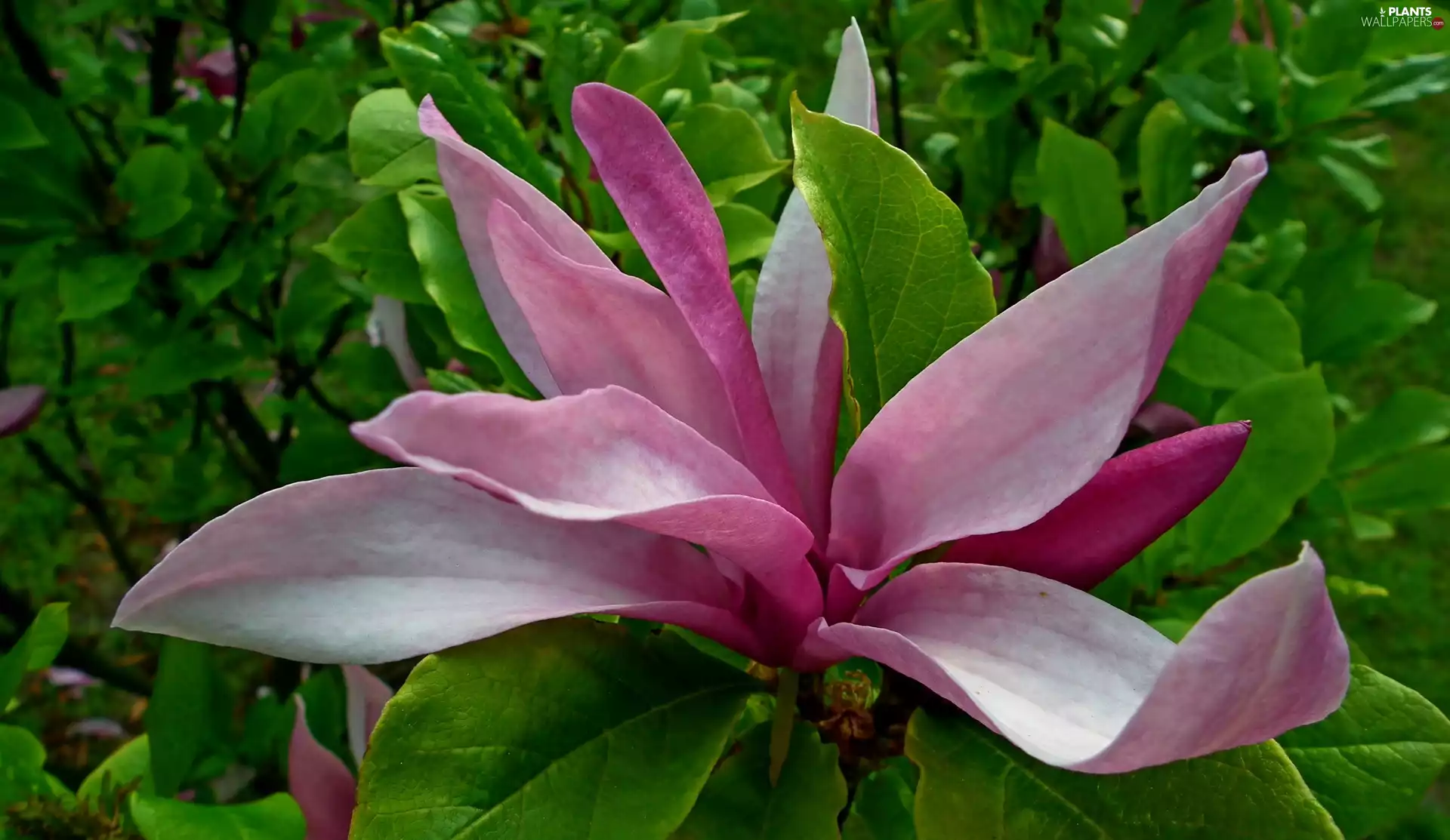 Magnolia, nature, Bush
