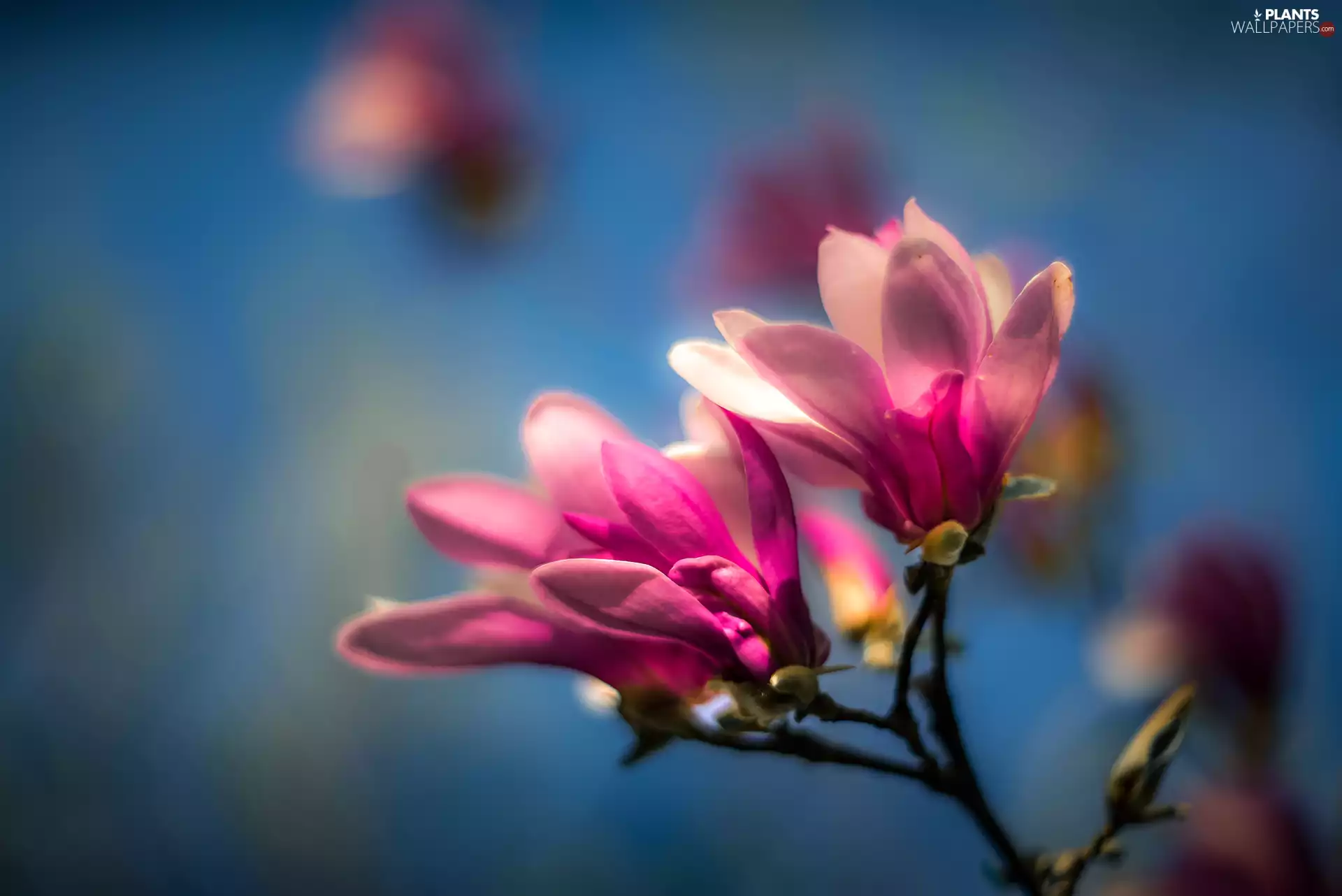 Magnolia, Flowers