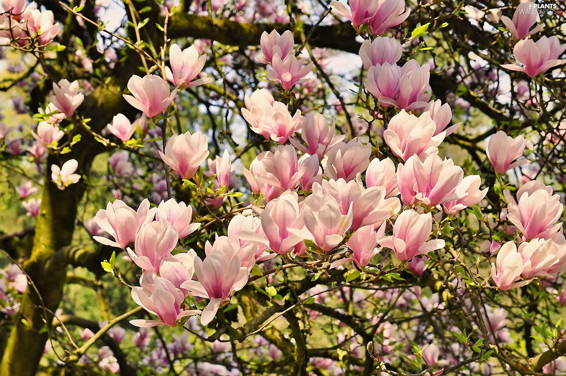 Magnolia, Spring, Flowers