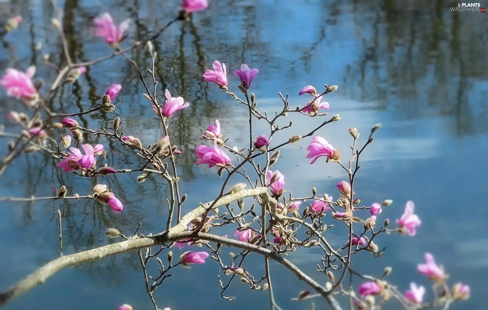 Flowers, Twigs, water, Magnolia