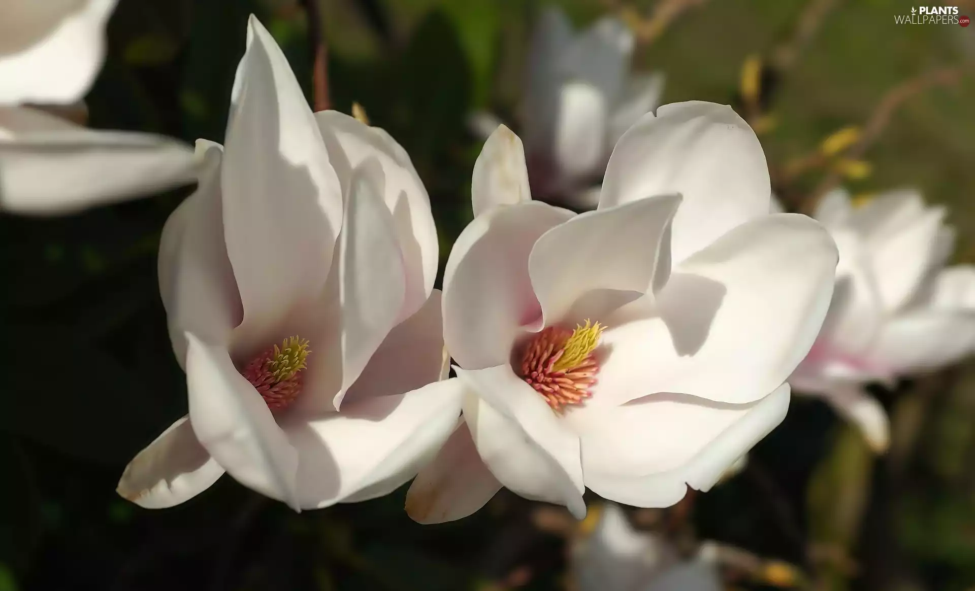 Magnolia, White, Flowers
