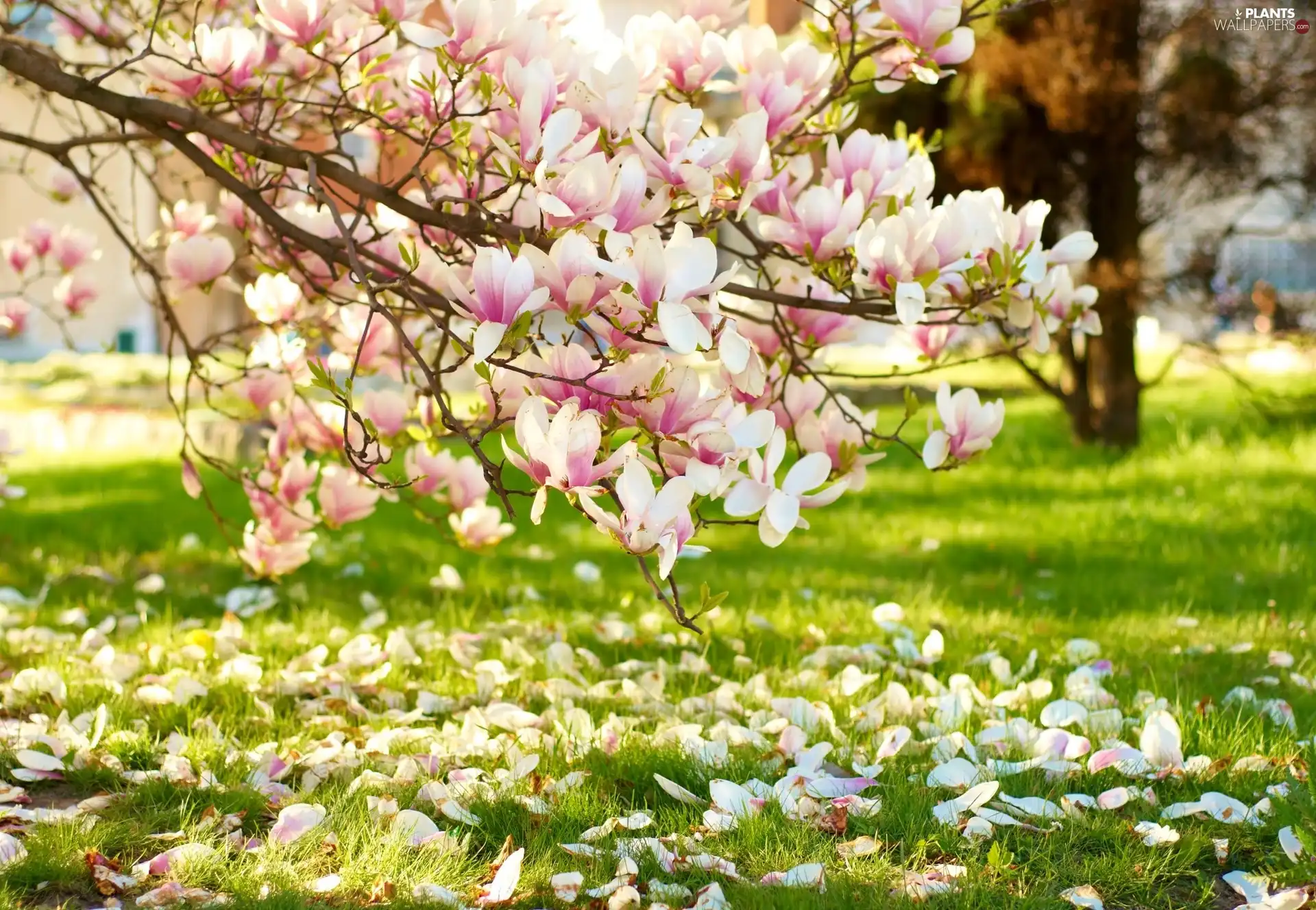 Flowers, magnolia