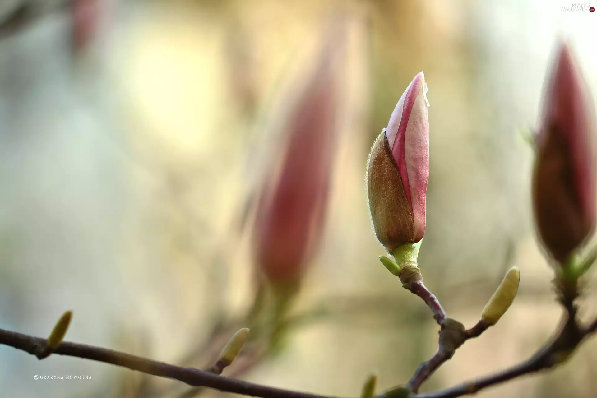 Pink, Bush, Buds, Magnolia