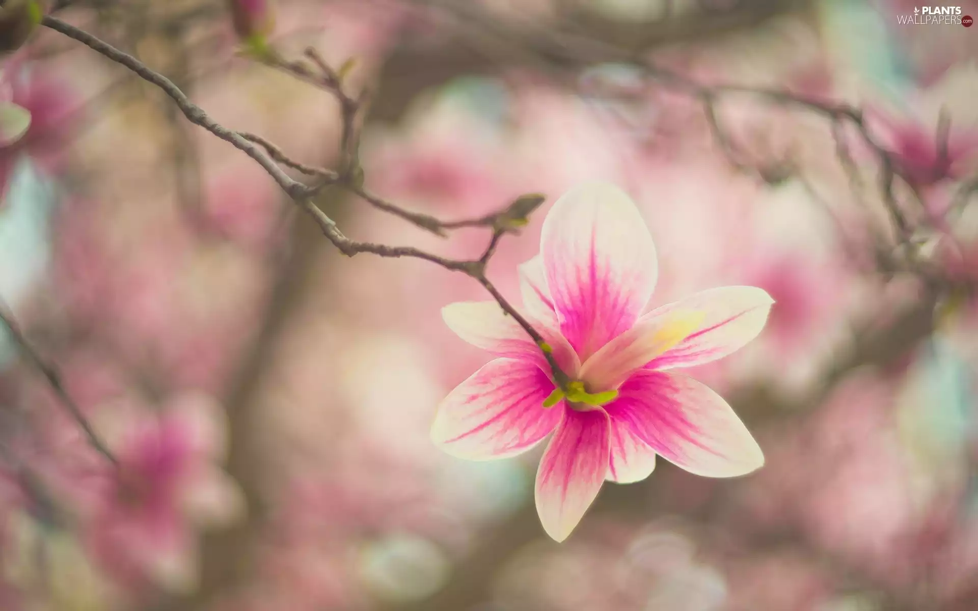 branch, Colourfull Flowers, Magnolia, Pale pink