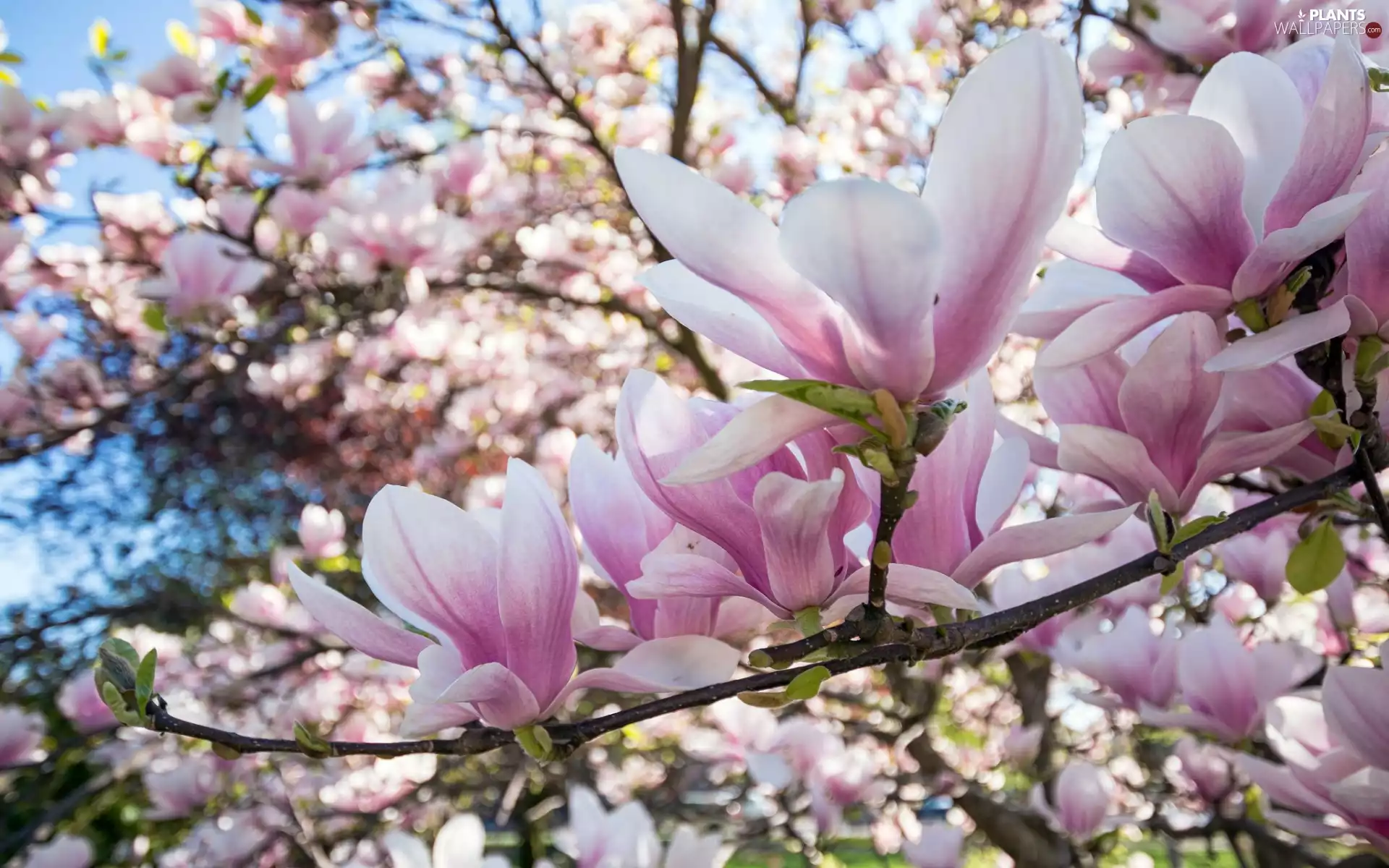 branch pics, Flowers, Magnolia, pale pink