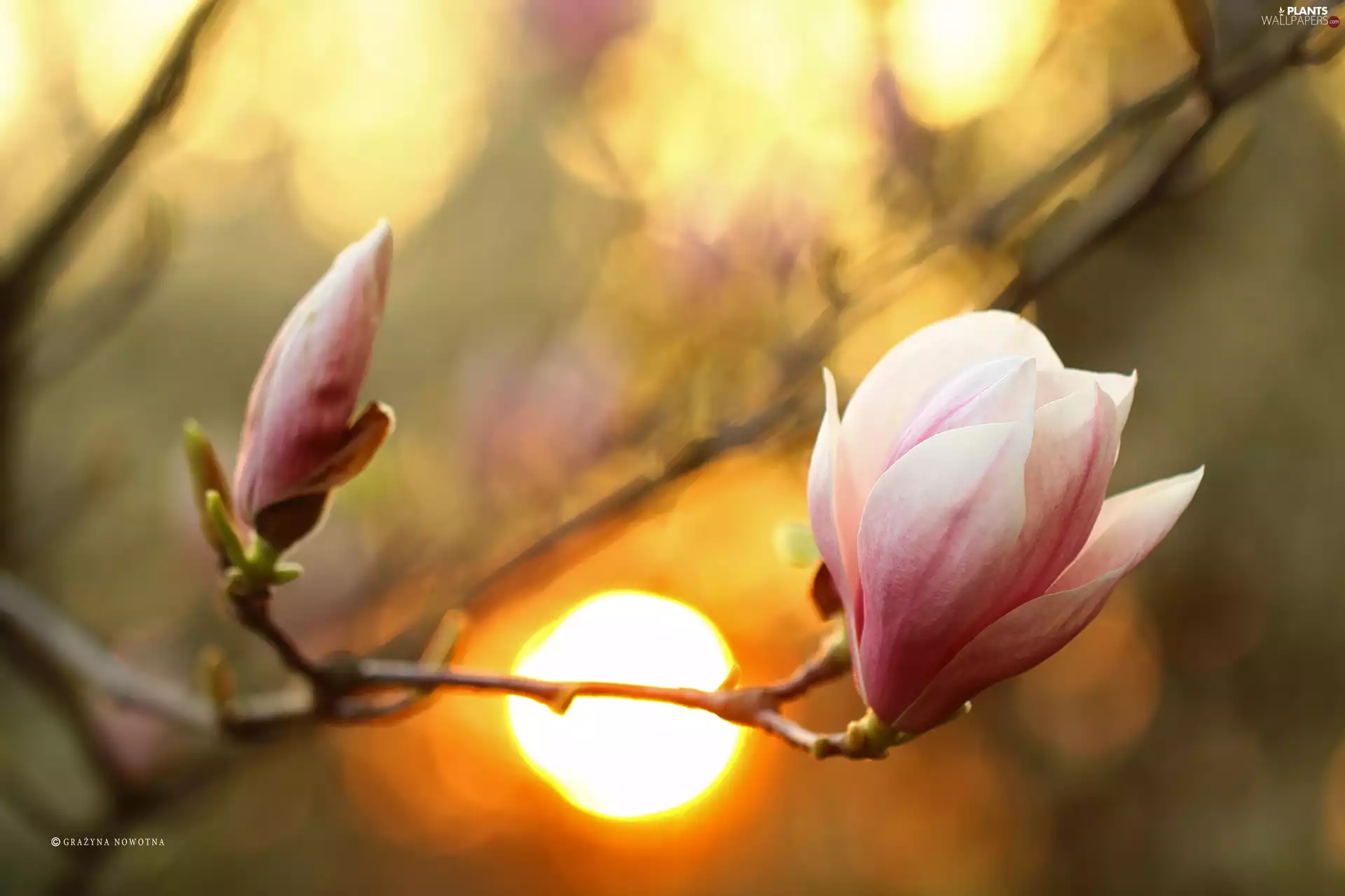 Pink, Bush, Flowers, Magnolia