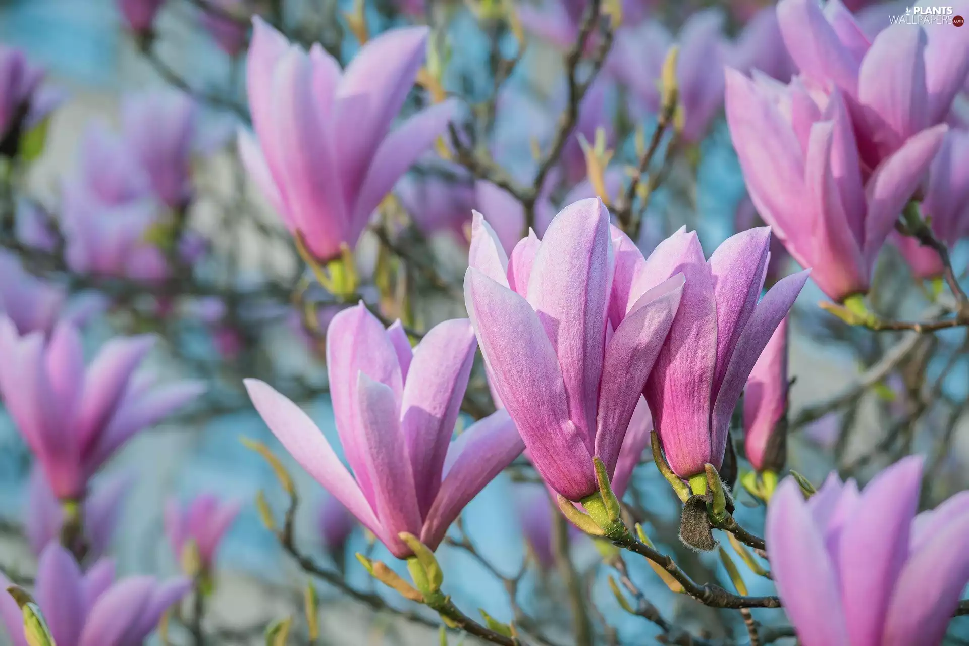 Magnolia, Flowers, Pink