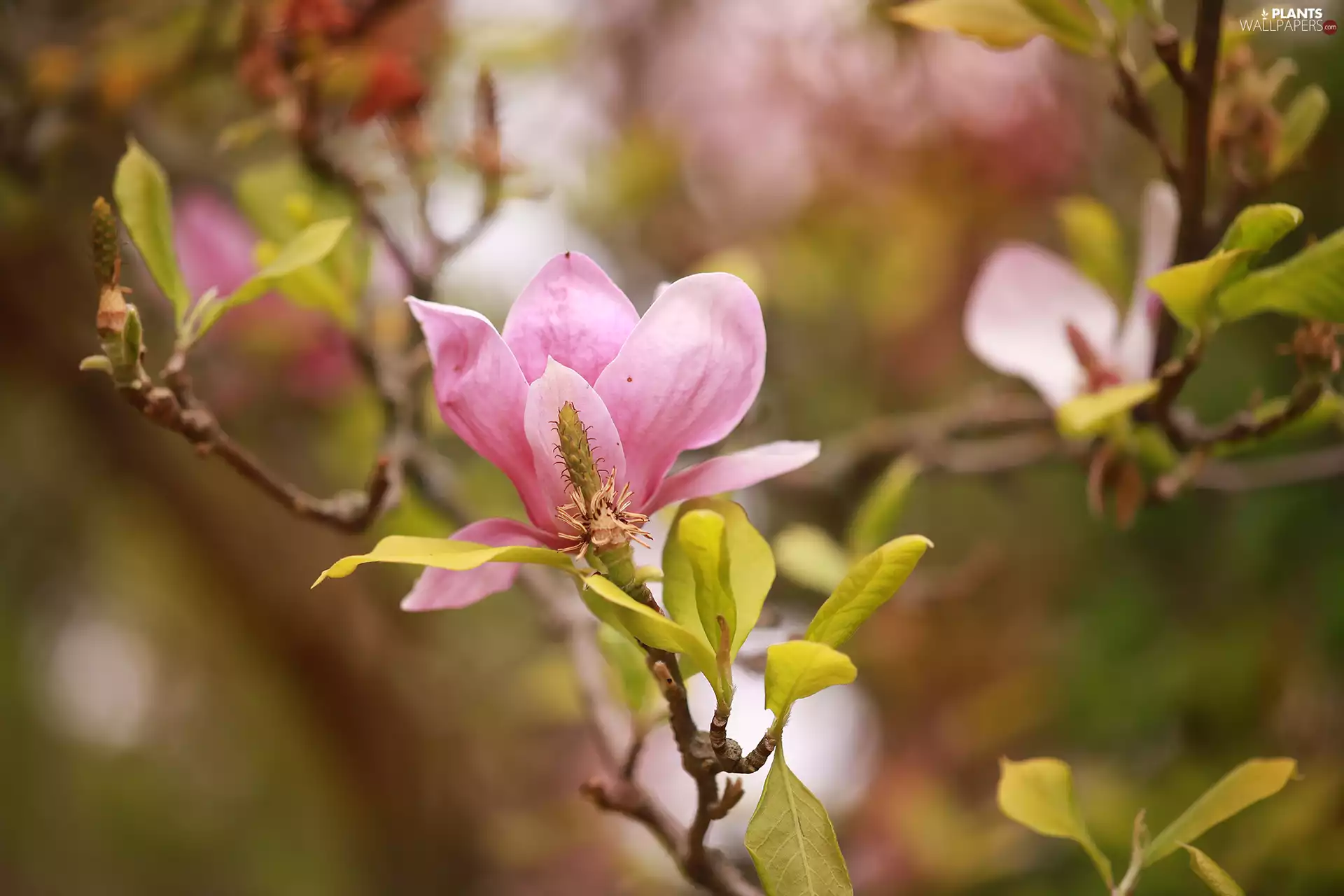 Pink, Flowers, Twigs, Magnolia
