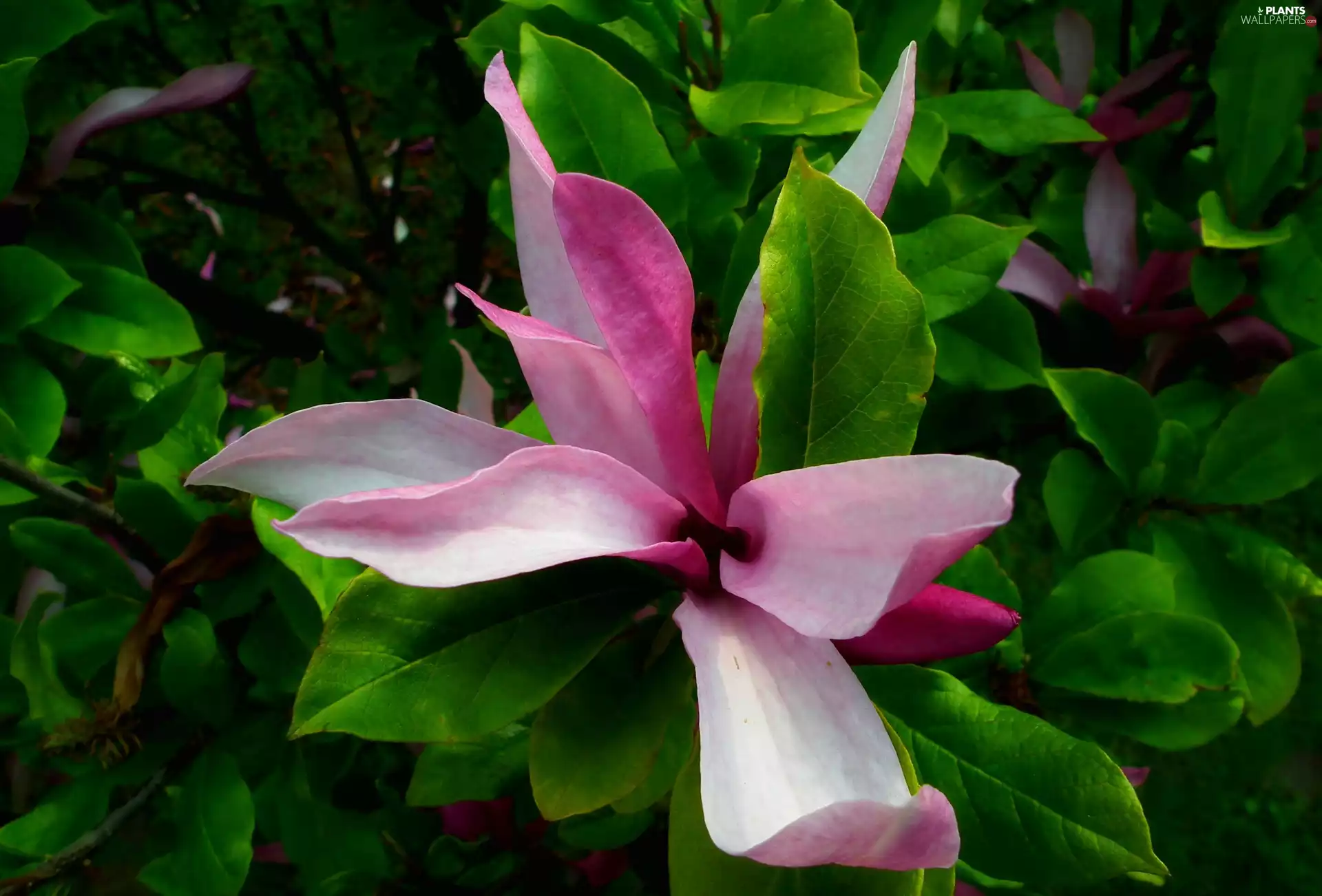 Magnolia, nature, plant
