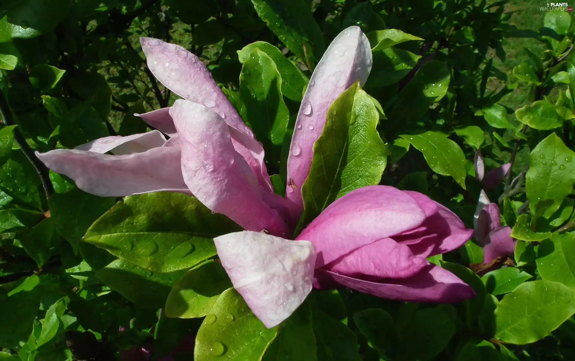 Magnolia, nature, Plants