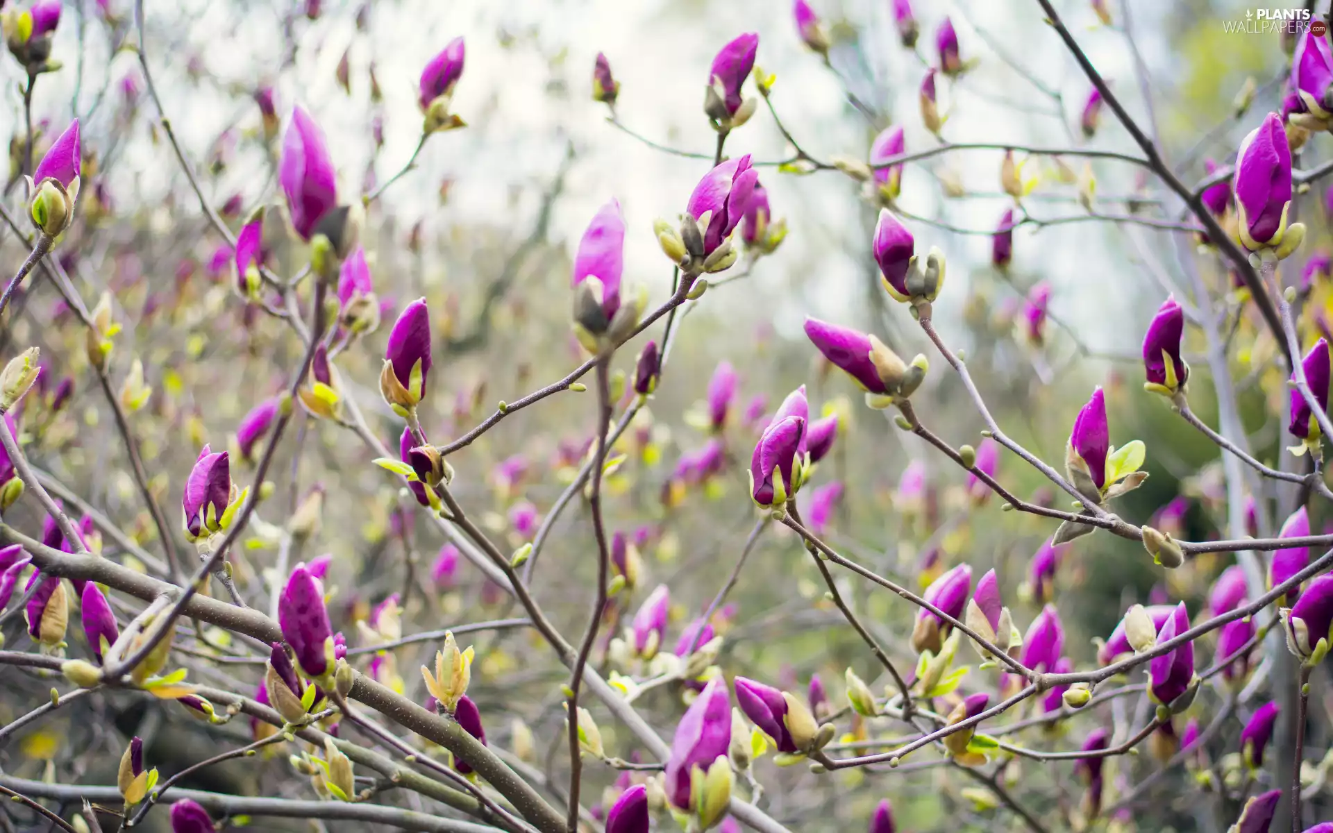 Buds, Magnolia, purple, Flowers, Twigs