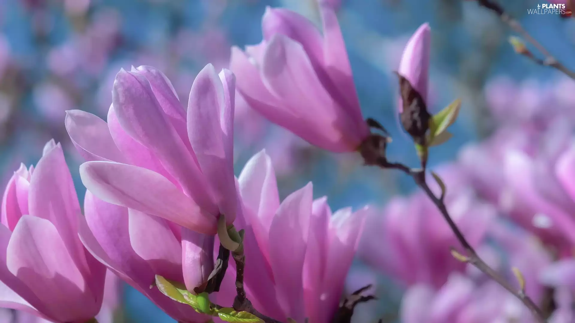 Flowers, Magnolia, twig, Pink, Blossoming