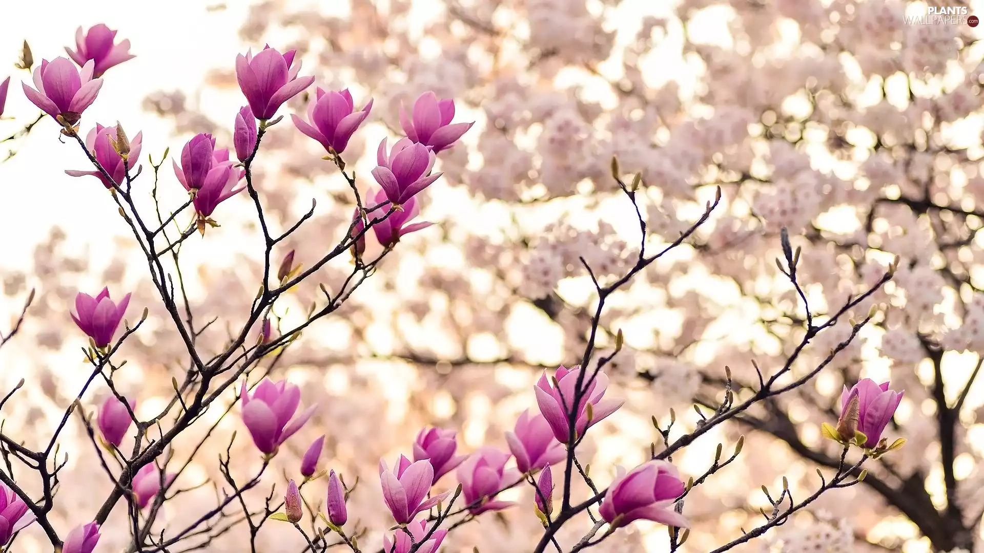 Twigs, Flowers, Pink, Magnolia