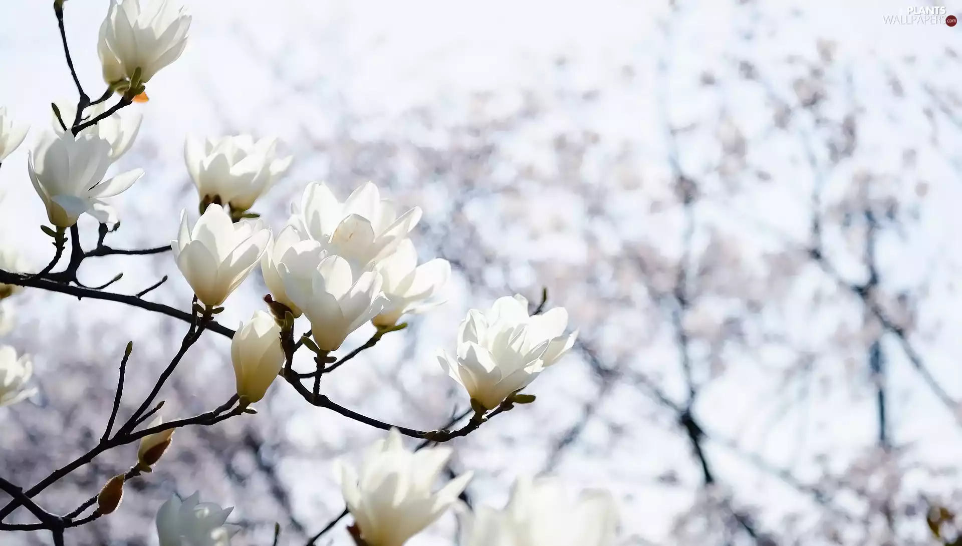 Twigs, Flowers, White, Magnolia